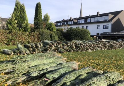 Weihnachtsbaumverkauf 2025