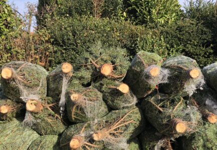 Weihnachtsbaum-Sammlung