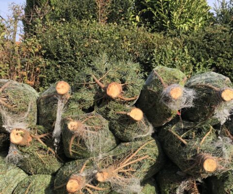 Weihnachtsbaum-Sammlung