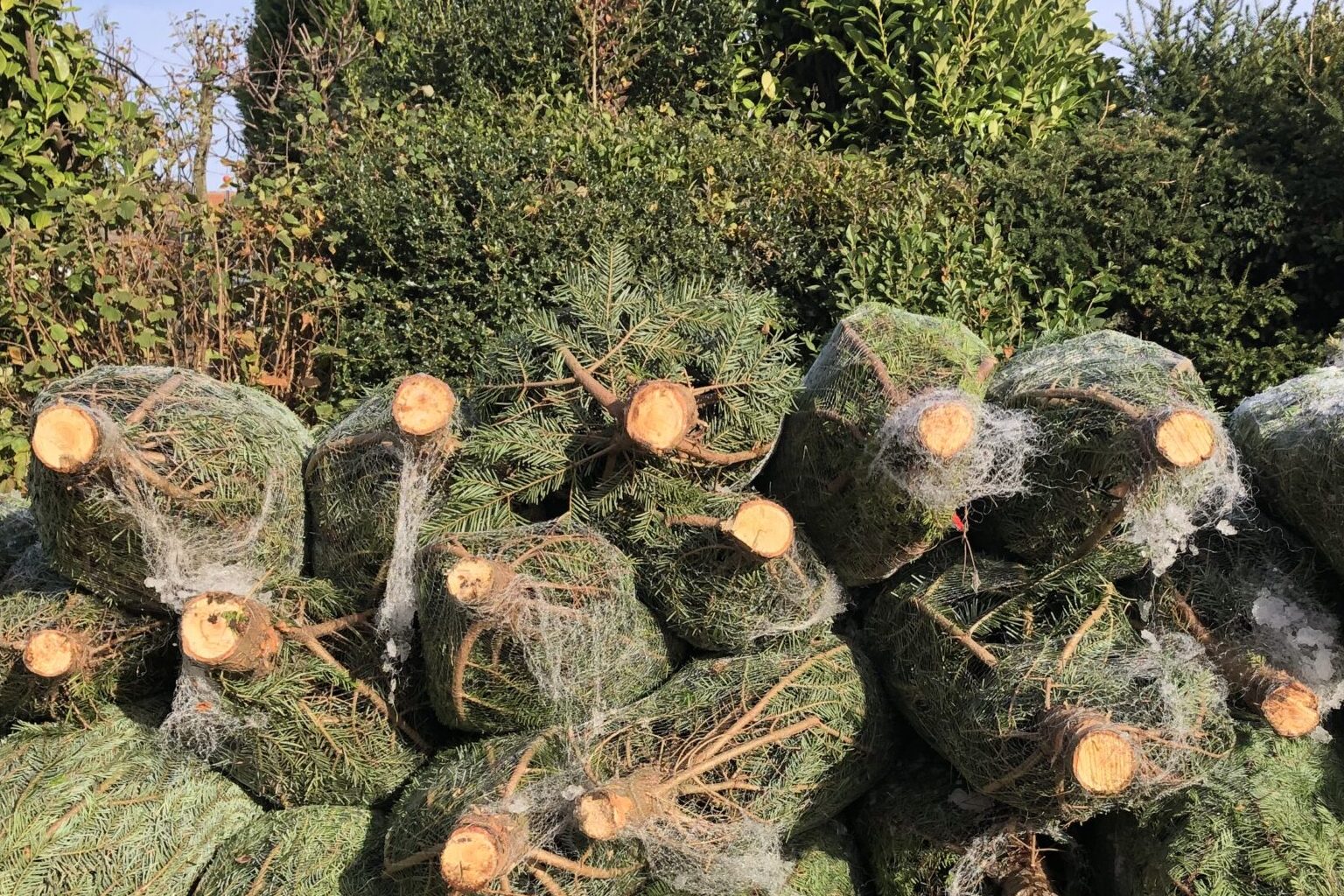 Weihnachtsbaum-Sammlung